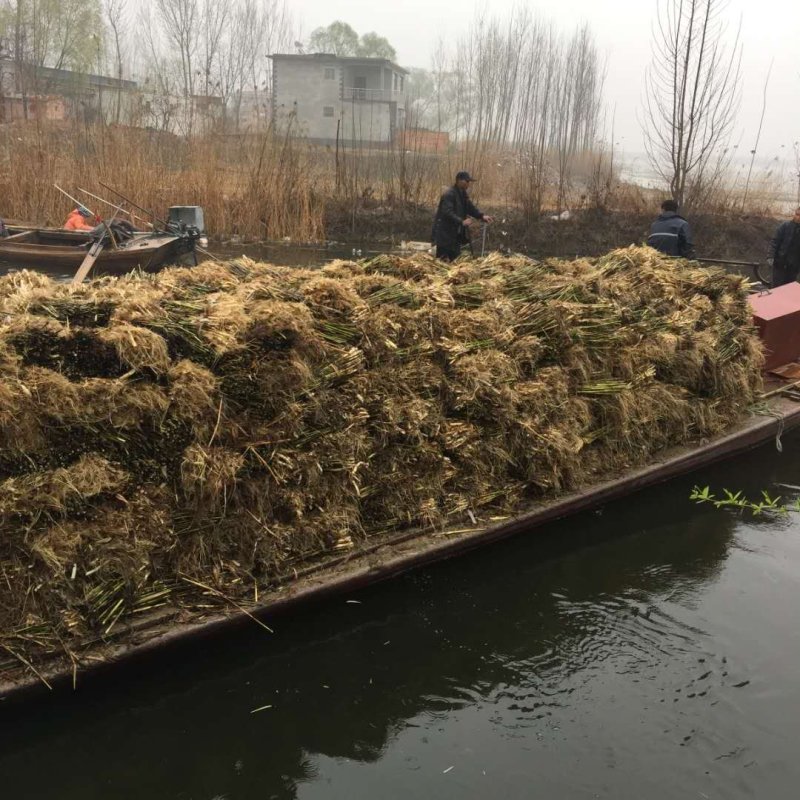 白洋淀野生芦苇苗千屈菜再力花黄菖蒲美人蕉荇菜小茨藻荷花苗