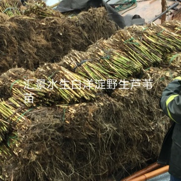 白洋淀野生芦苇苗千屈菜再力花黄菖蒲美人蕉荇菜小茨藻荷花苗