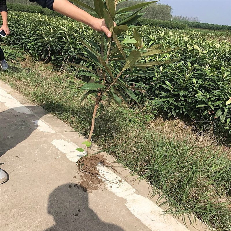 枇杷苗嫁接盆栽地栽枇杷树苗南方北方种植果树苗琵琶苗当年