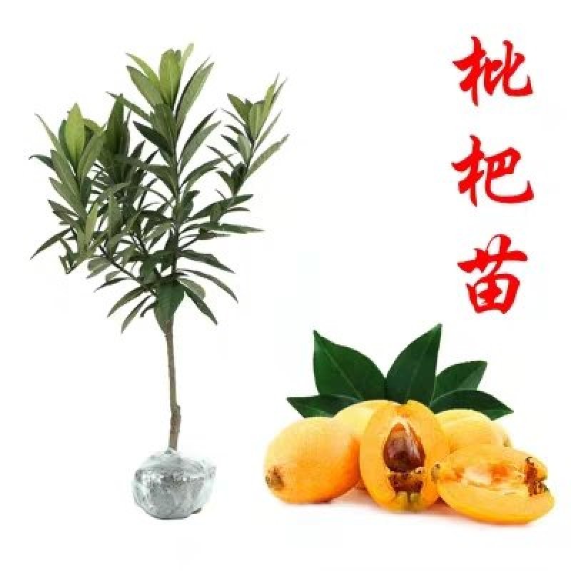 枇杷苗嫁接盆栽地栽枇杷树苗南方北方种植果树苗琵琶苗当年