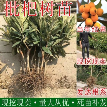 枇杷苗嫁接盆栽地栽枇杷树苗南方北方种植果树苗琵琶苗当年