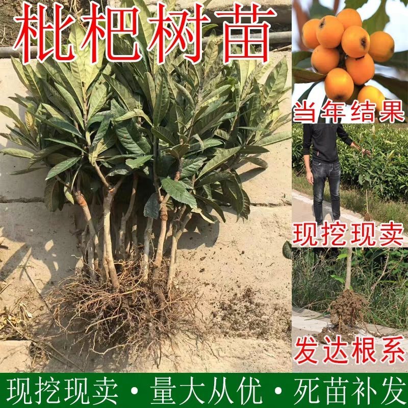 枇杷苗嫁接盆栽地栽枇杷树苗南方北方种植果树苗琵琶苗当年