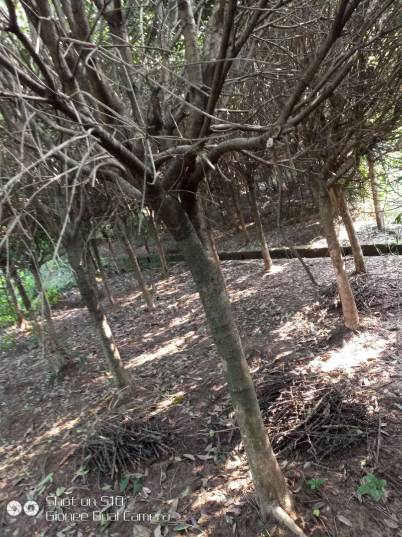 桂花树，八月金桂。