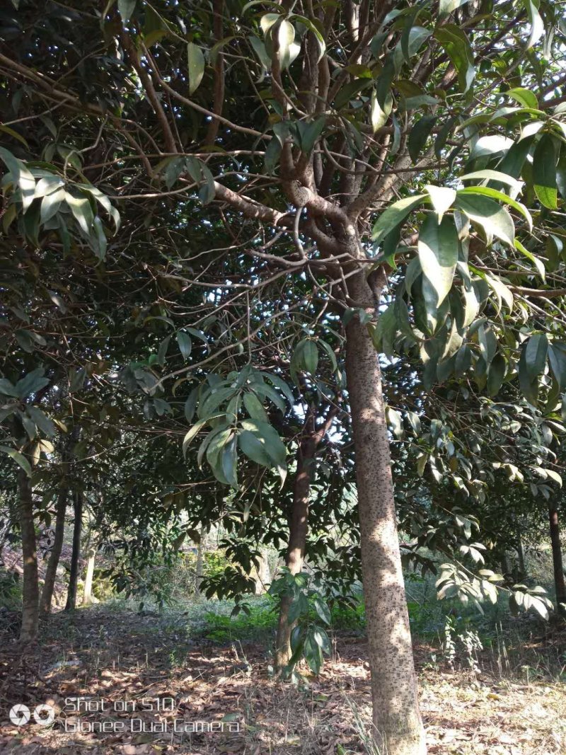 桂花树，八月金桂。