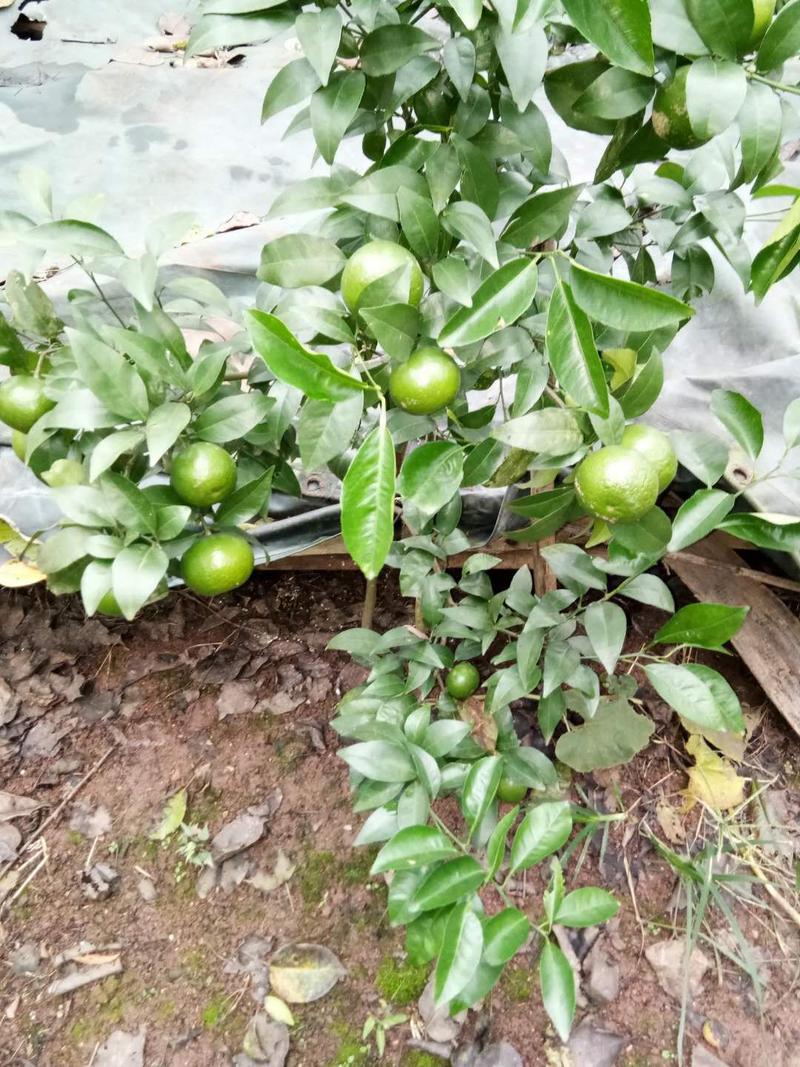 沃柑苗，晚熟品种