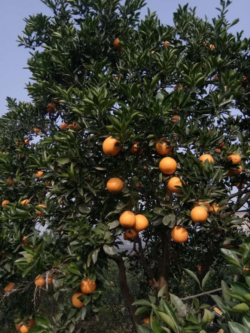 沃柑苗，晚熟品种