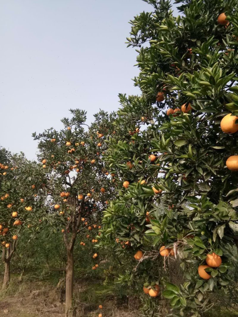 沃柑苗，晚熟品种