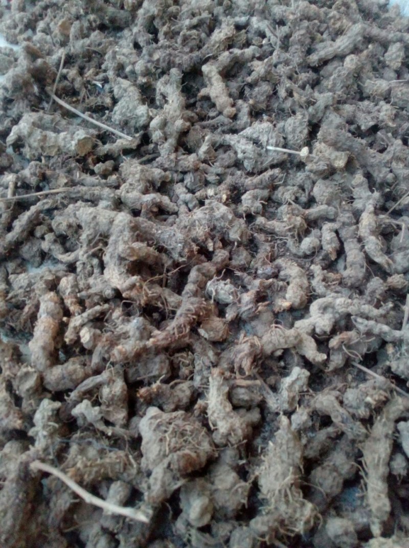 苍术南苍术(野生南苍术)朱砂点多、味浓，产地直销