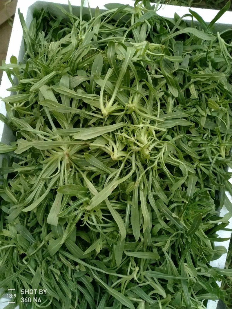精品中的精品面条菜质量很好价格优惠