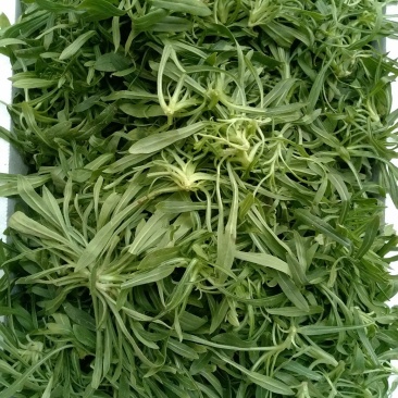 精品中的精品面条菜质量很好价格优惠
