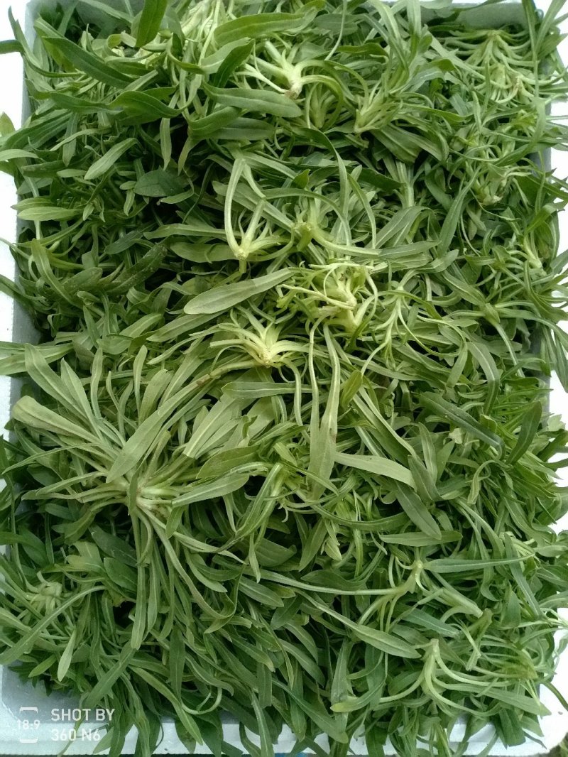 精品中的精品面条菜质量很好价格优惠