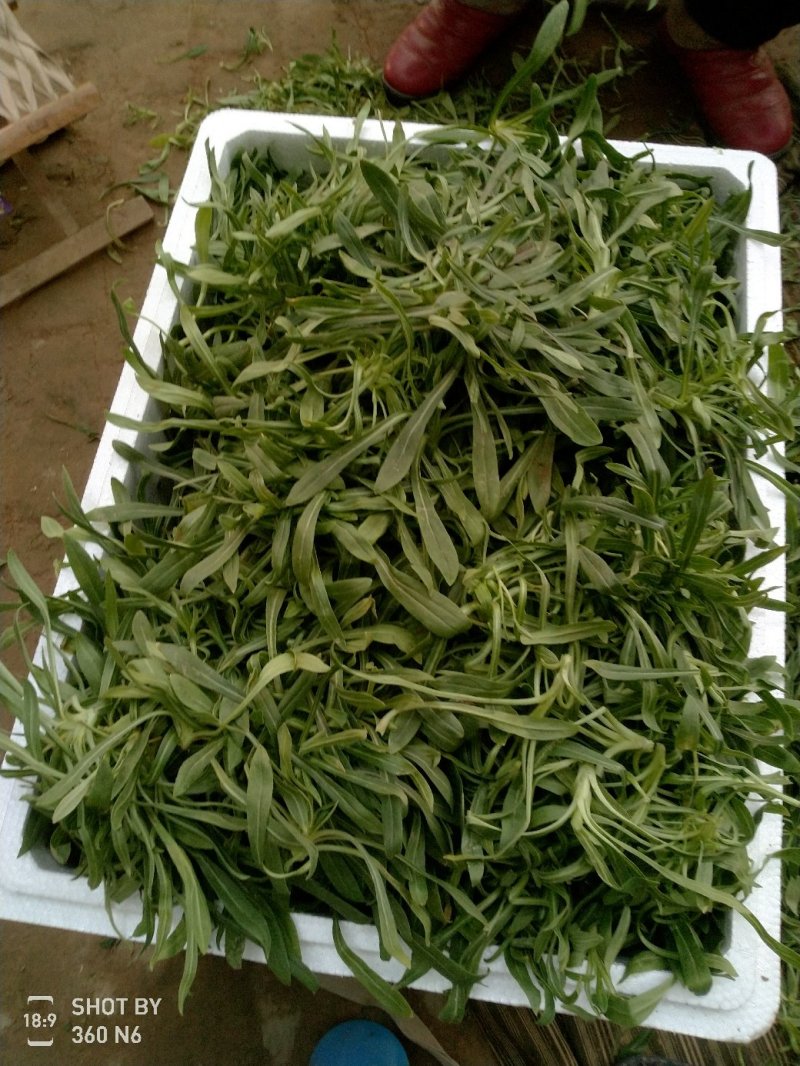 精品中的精品面条菜质量很好价格优惠