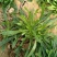 面条菜基地长年供应质量保证