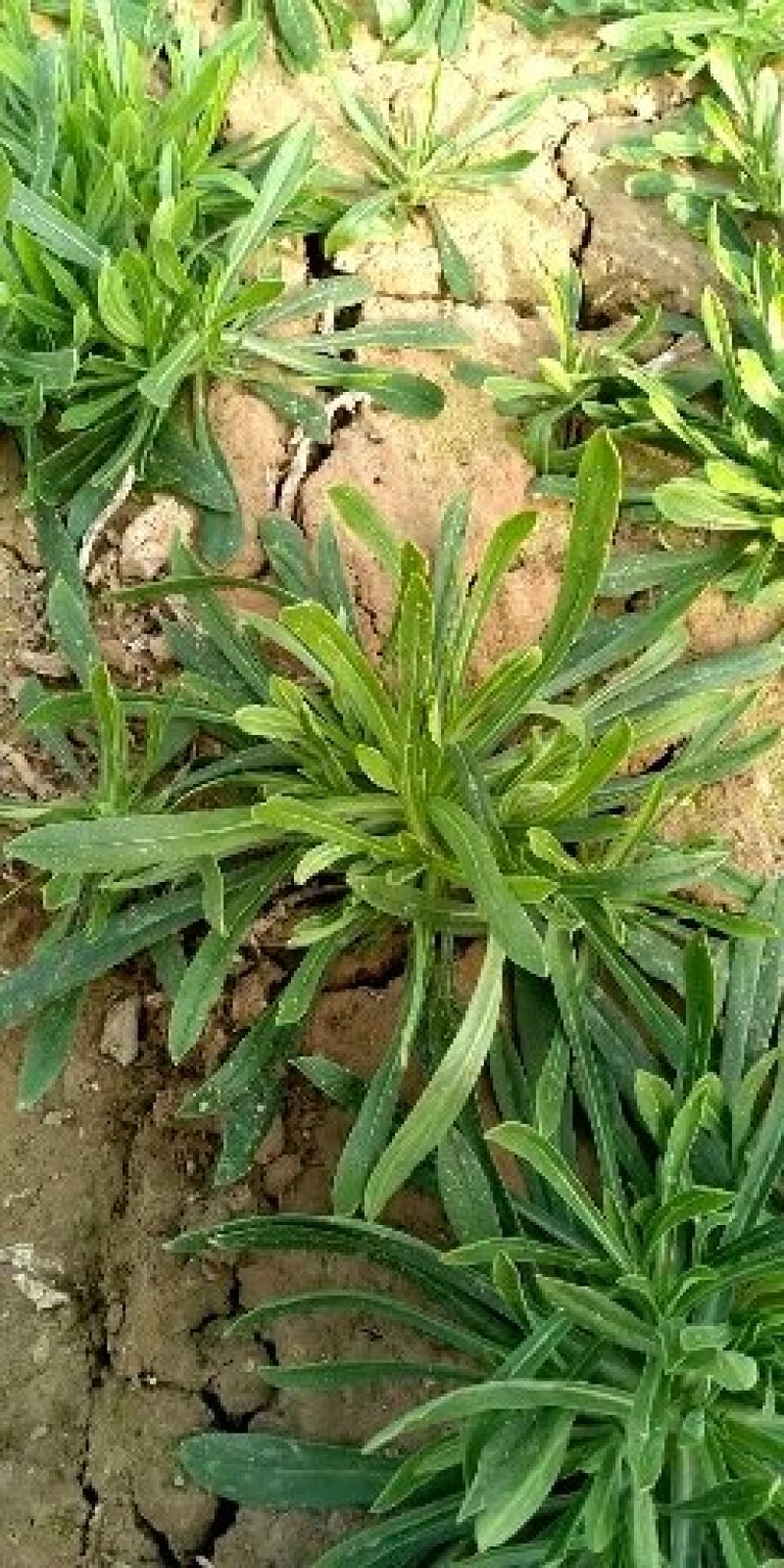 面条菜基地长年供应质量保证