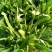 面条菜基地长年供应质量保证