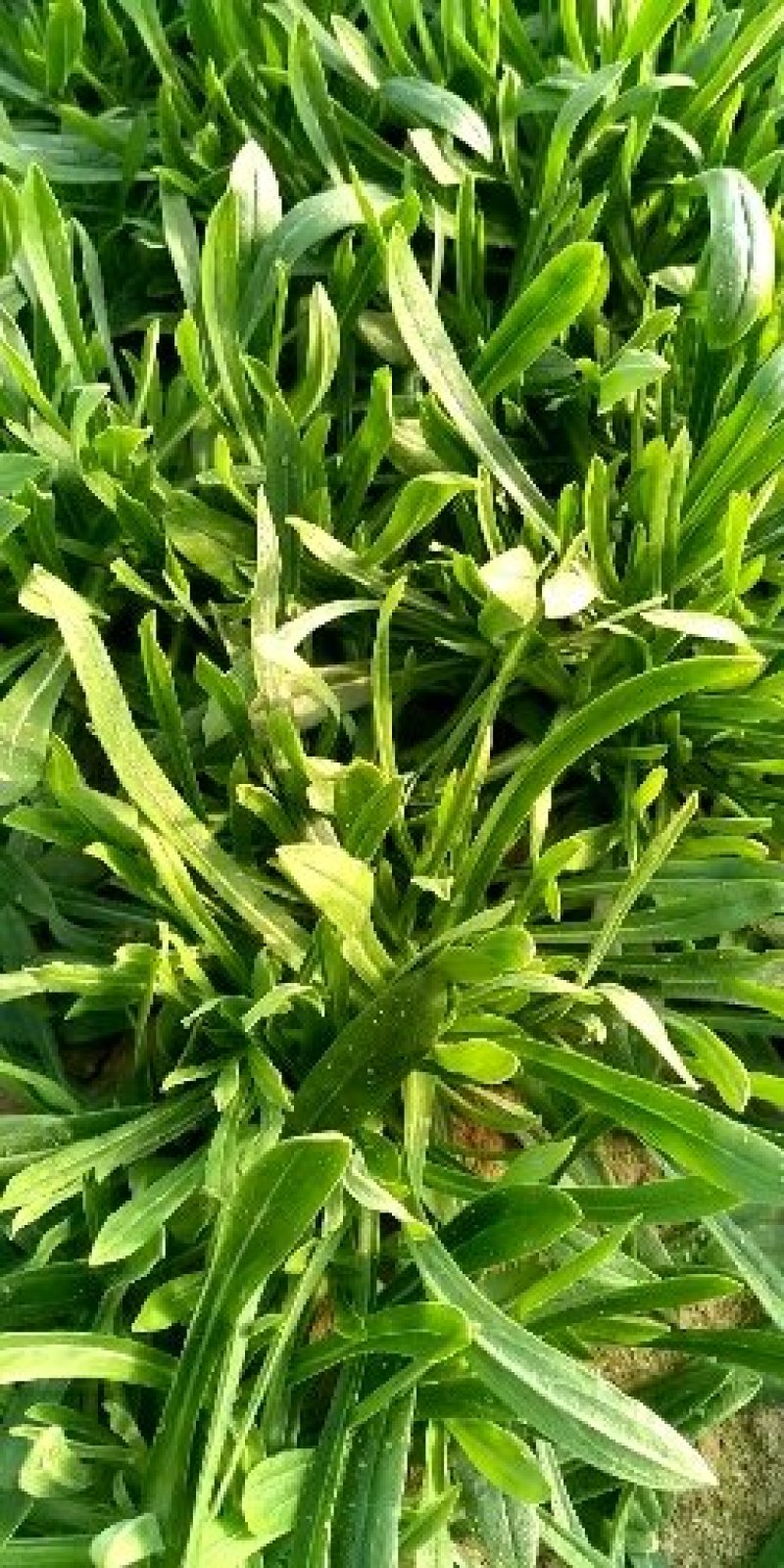 面条菜基地长年供应质量保证