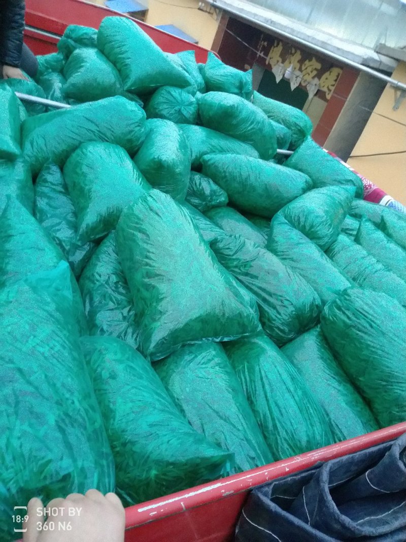 面条菜基地长年供应质量保证