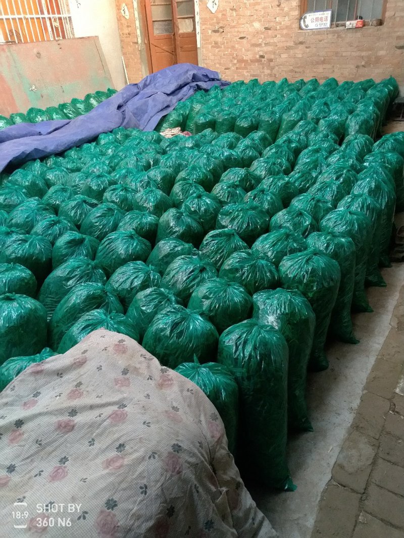 面条菜基地长年供应质量保证
