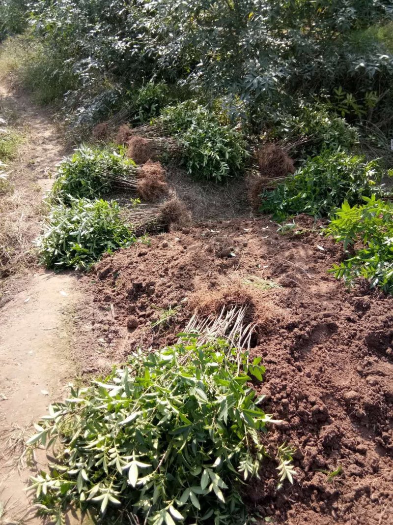 九叶青花椒苗，天知椒，麻椒。