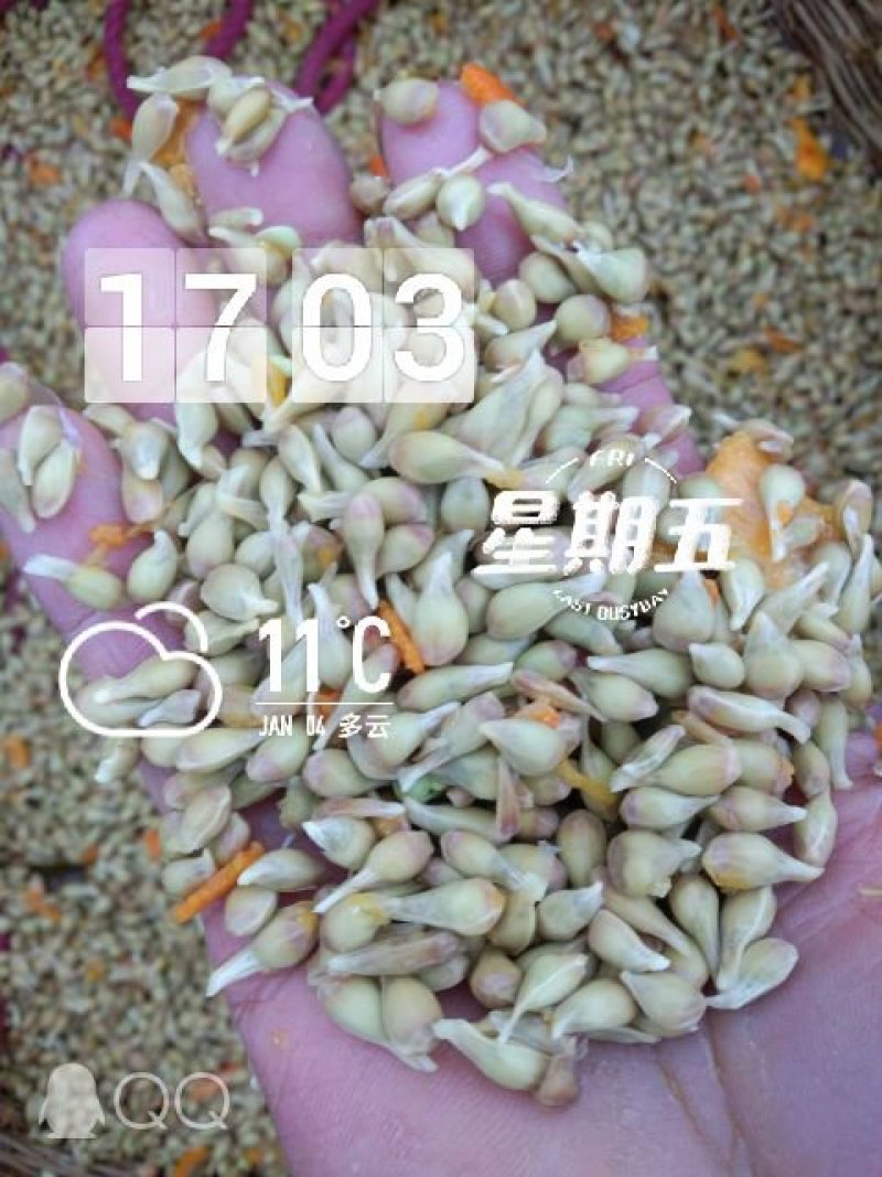 漂亮的红桔种子
