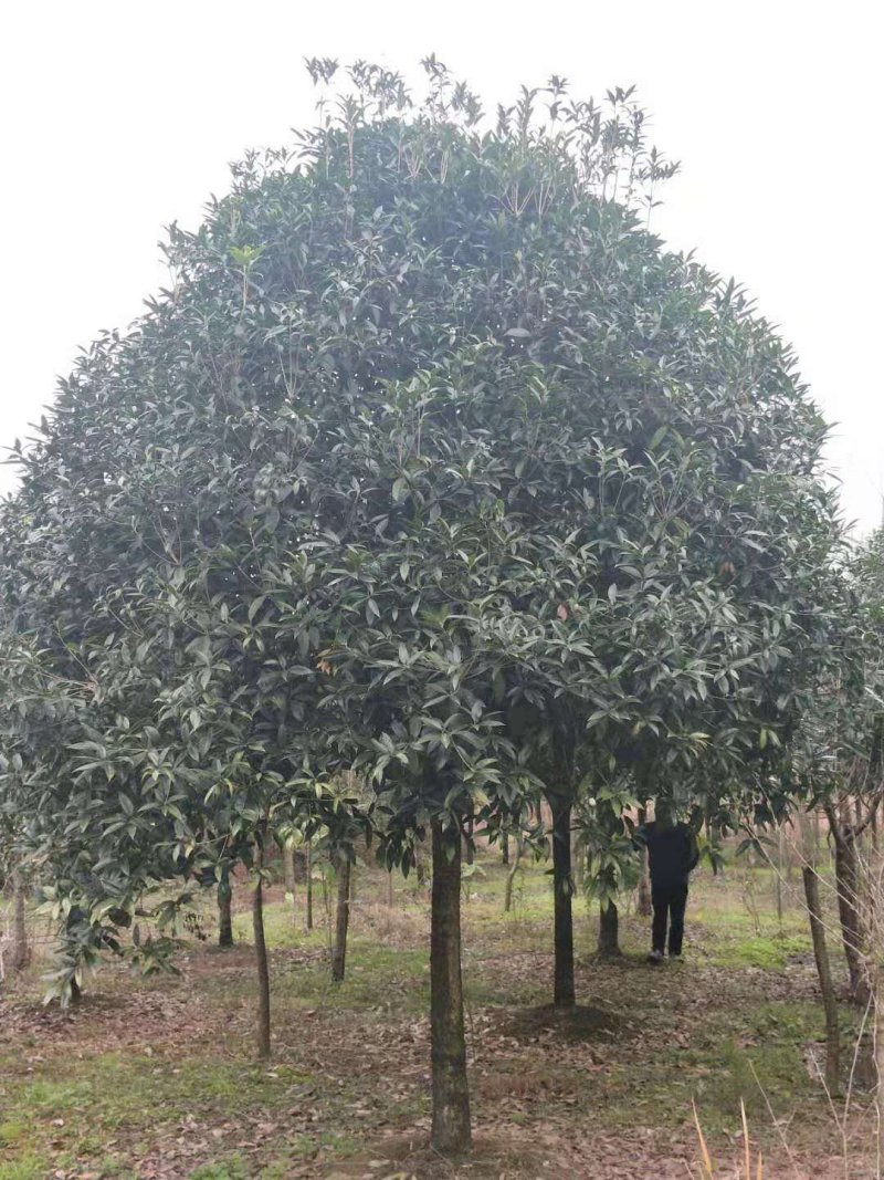 桂花树，八月金桂，花期长，香味浓。