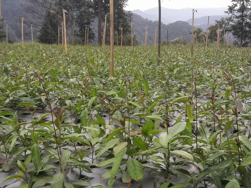 大甩卖三年黑老虎苗（布福娜）三年苗全是移植苗粗壮根多。