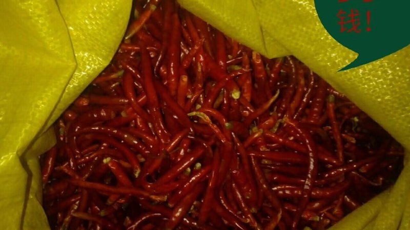 干辣椒丘北椒九成干以上