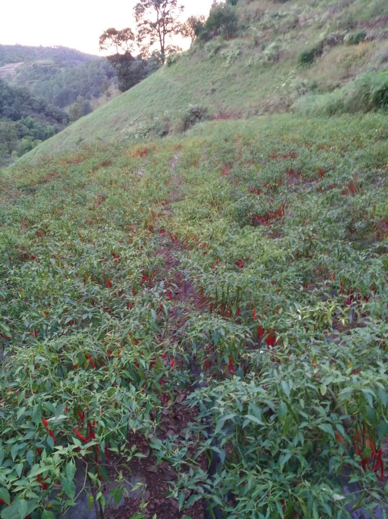 干辣椒丘北椒九成干以上