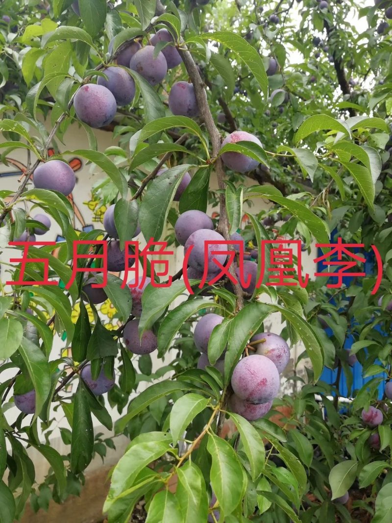 五月脆李苗(凤凰李)\脱骨\个大\脆甜\免费提供技术