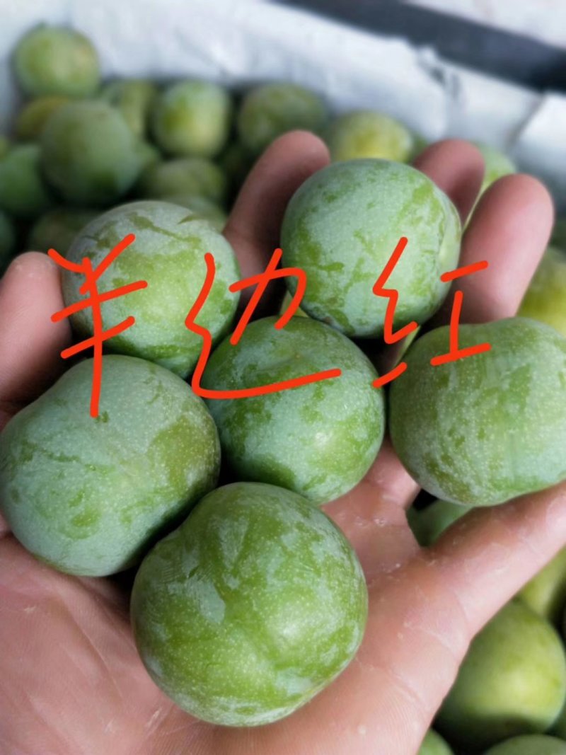 庄氏鑫兴苗木半边红(茵红)李子苗