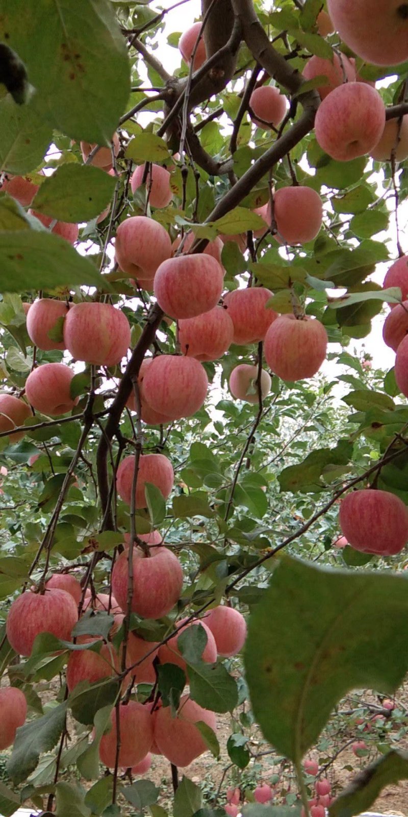 河北苹果保定红富士，本地产，可与任何苹果比口感。