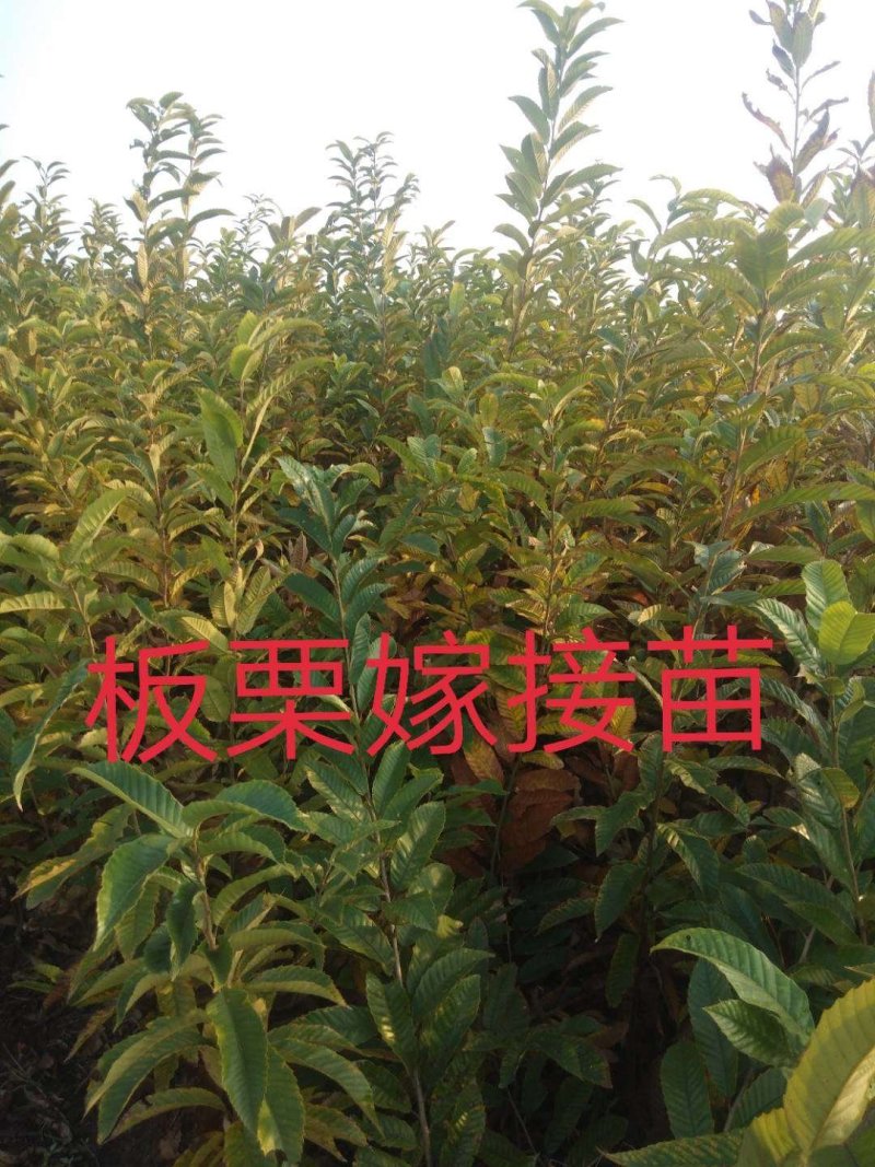 嫁接板栗苗包品种包成活