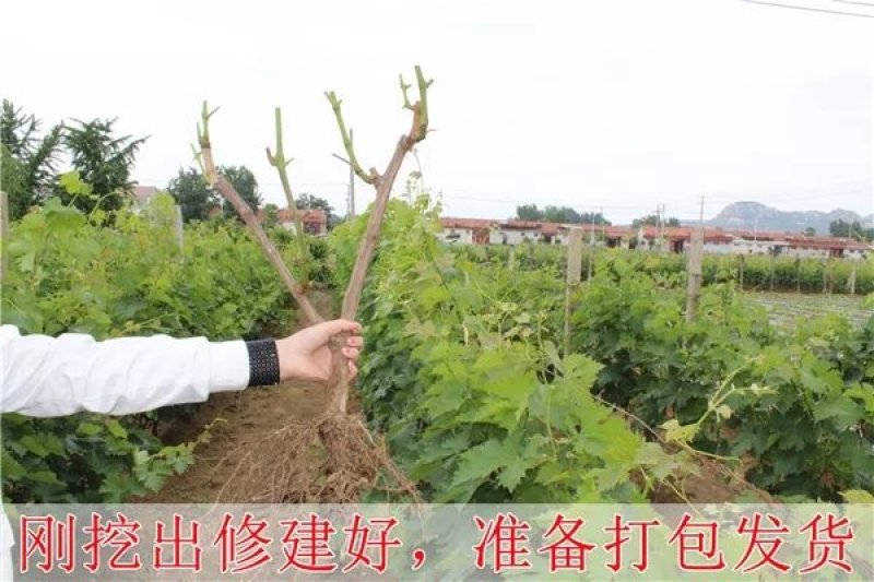 早巨峰葡萄苗，葡萄苗巨峰包成活免费后期指导