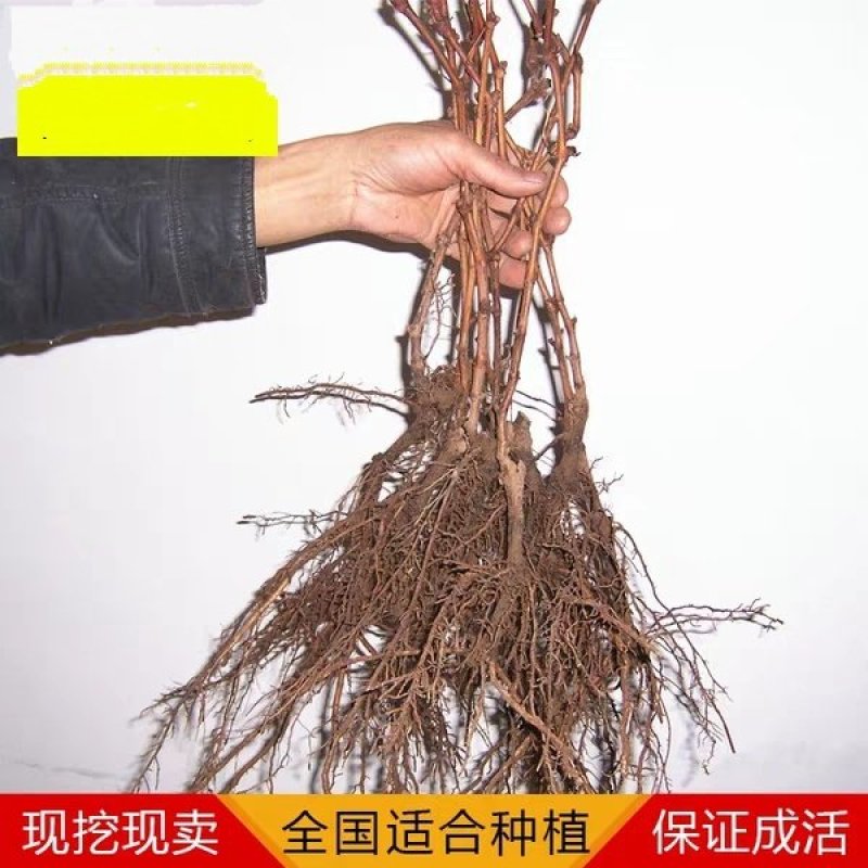 早巨峰葡萄苗，葡萄苗巨峰包成活免费后期指导