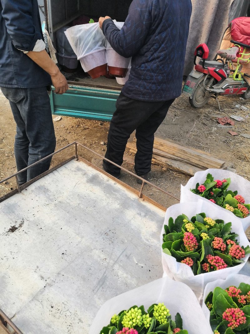 长寿花大量批发