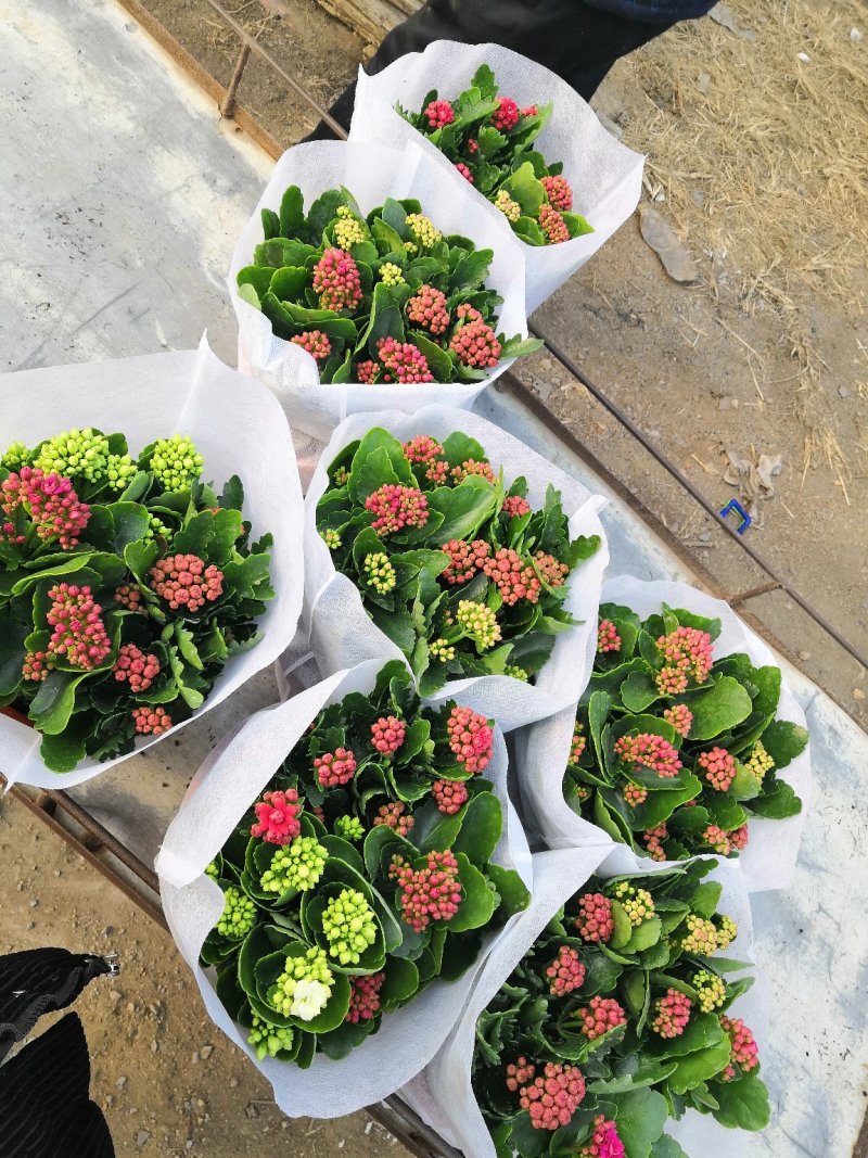 长寿花大量批发