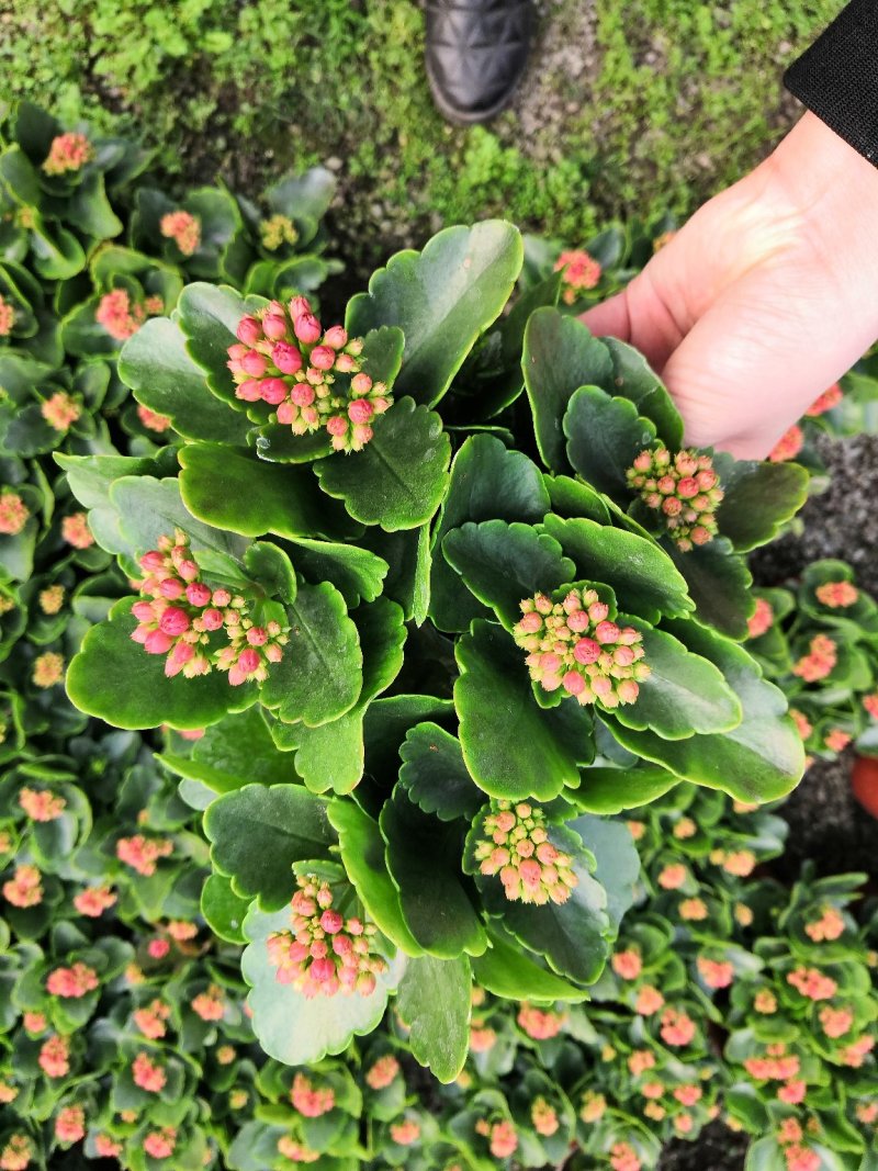 长寿花大量批发