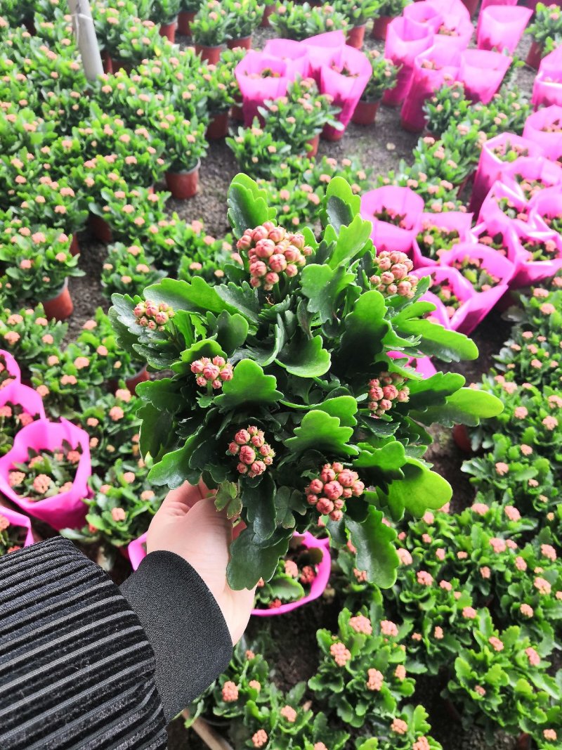长寿花大量批发