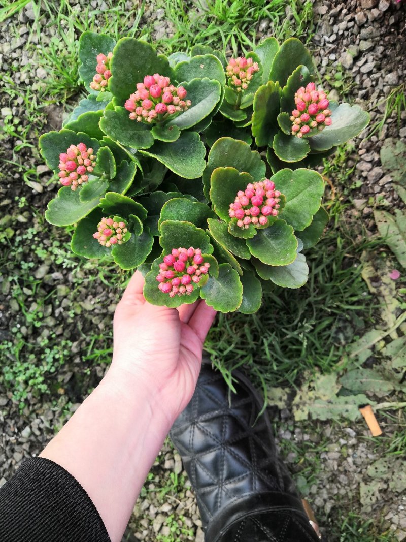 长寿花大量批发