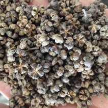 吴茱萸中花【关书药业】批发中药材规格齐全