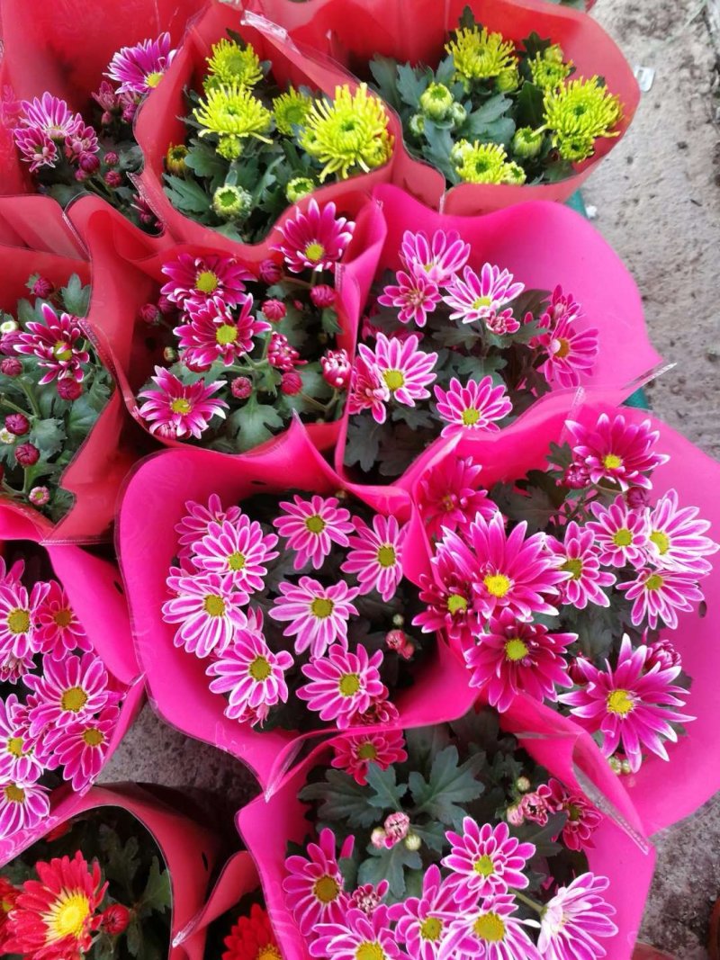 荷兰菊批发，盆栽菊花批发