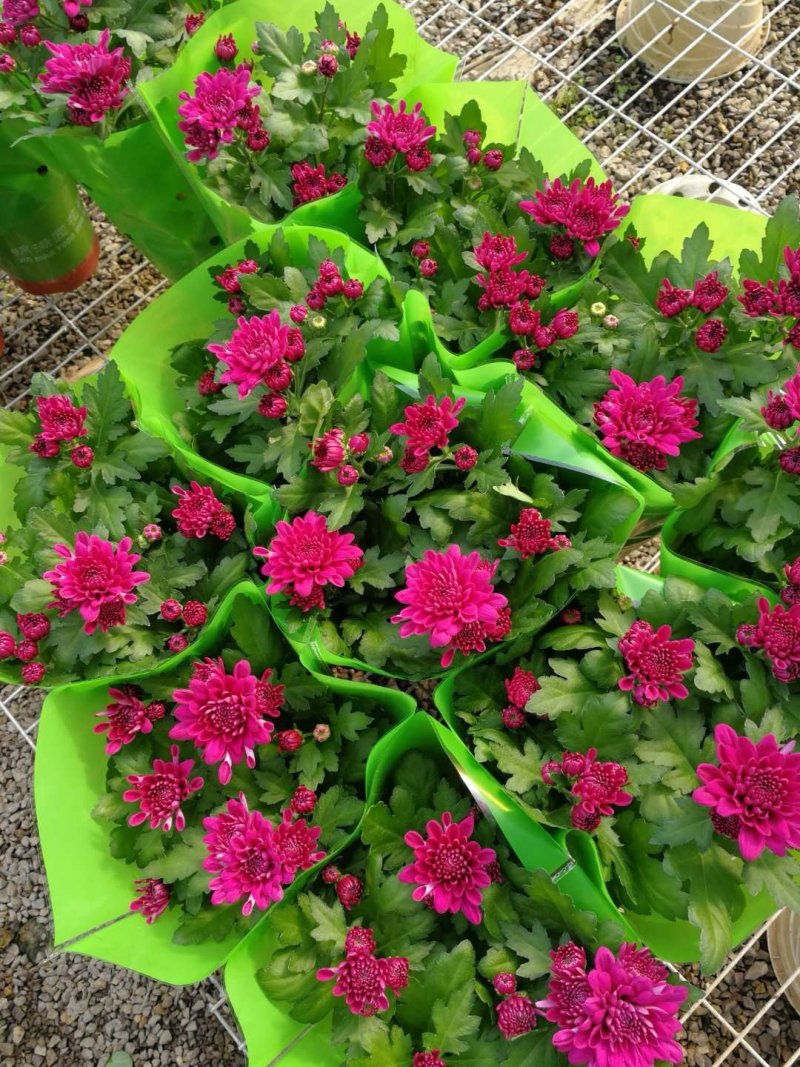 荷兰菊批发，盆栽菊花批发