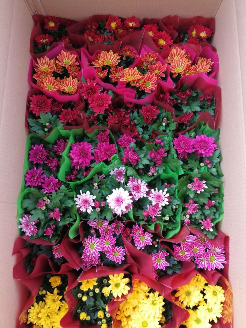 荷兰菊批发，盆栽菊花批发