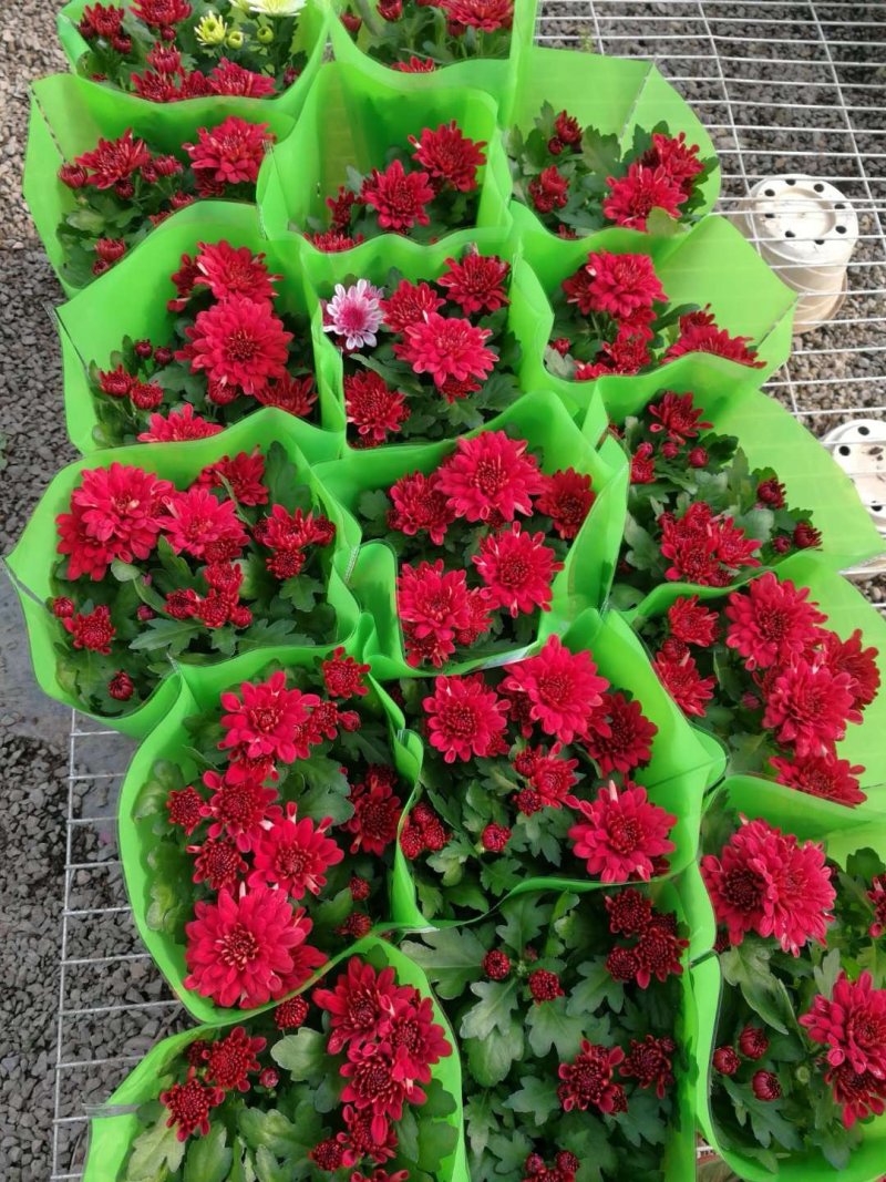 荷兰菊批发，盆栽菊花批发