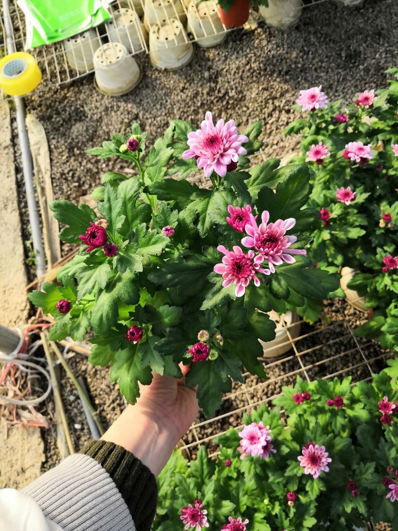 荷兰菊批发，盆栽菊花批发