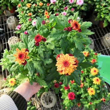 荷兰菊批发，盆栽菊花批发