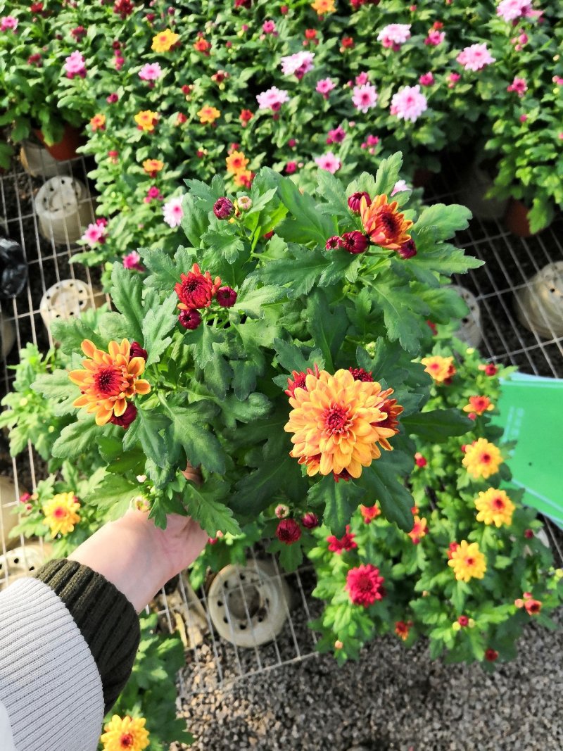 荷兰菊批发，盆栽菊花批发