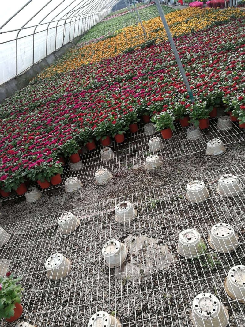 荷兰菊批发，盆栽菊花批发