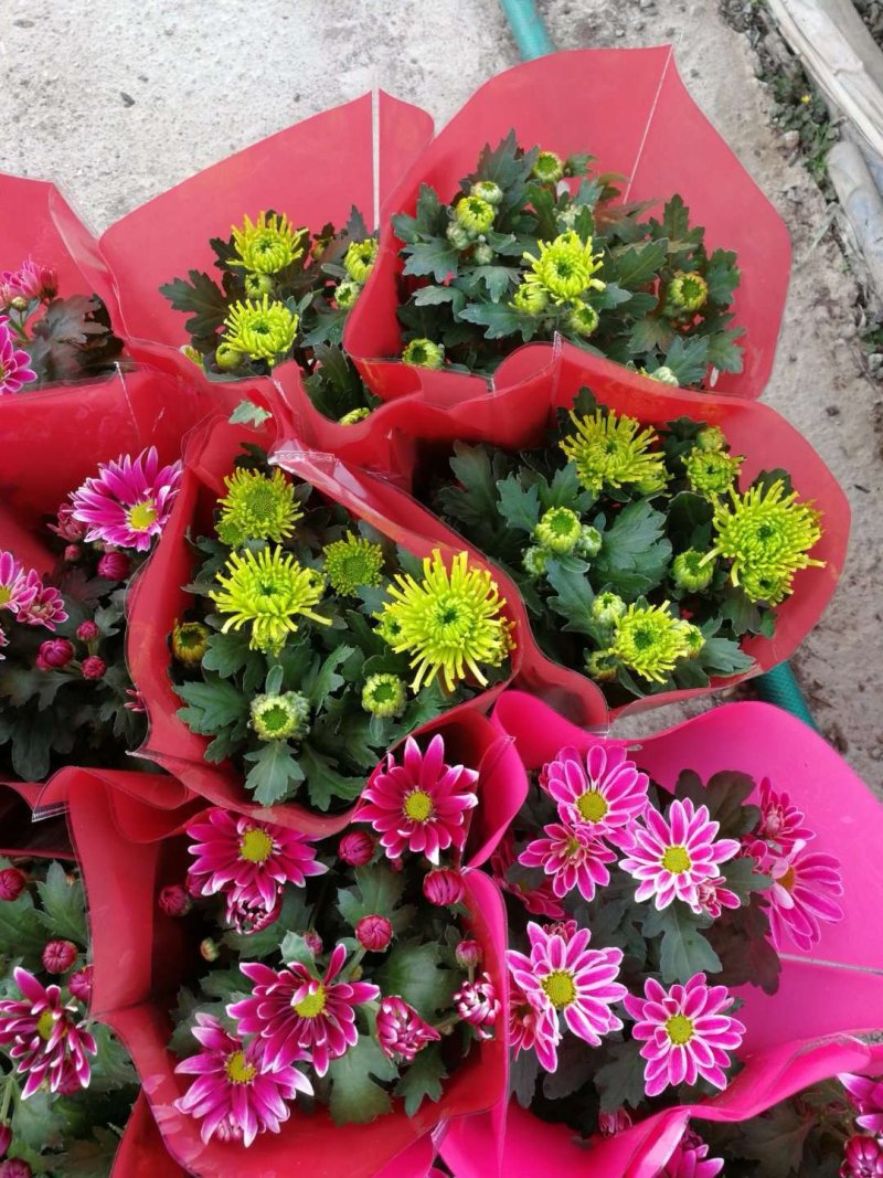 荷兰菊批发，盆栽菊花批发