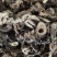 升麻东北货水洗新货无硫地道药材1000g起批